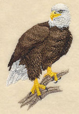 Bald Eagle Perching 2