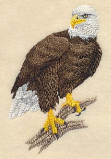 Bald Eagle Perching 2