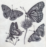 Butterfly Sketch