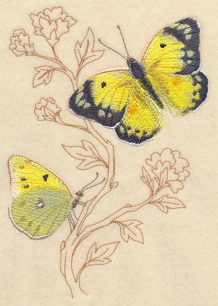 Alfalfa Butterfly on Delicate Branches