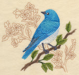 Mountain Bluebird with Delicate Branches