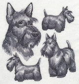 Scottish Terrier Sketch