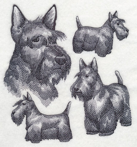 Scottish Terrier Sketch