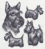 Scottish Terrier Sketch