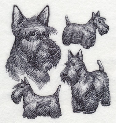 Scottish Terrier Sketch