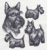 Scottish Terrier Sketch