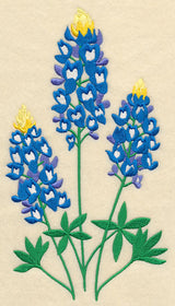 Bluebonnet Trio