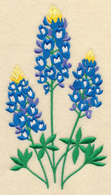 Bluebonnet Trio