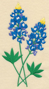 Bluebonnet Pair