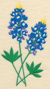 Bluebonnet Pair
