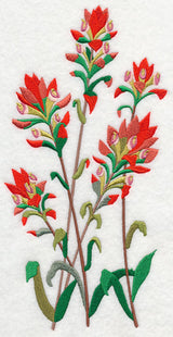 Indian Paintbrush 1