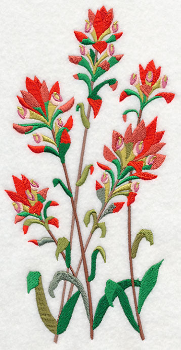 Indian Paintbrush 1