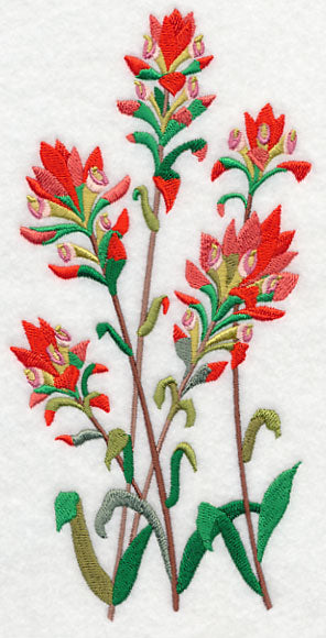 Indian Paintbrush 1