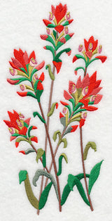 Indian Paintbrush 1