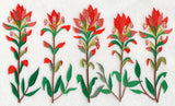 Indian Paintbrush Border