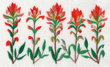 Indian Paintbrush Border