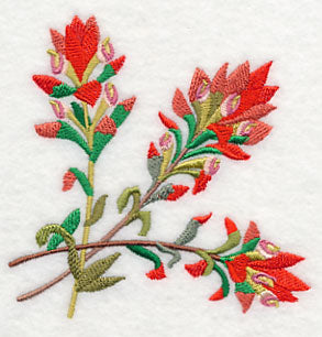 Indian Paintbrush Corner