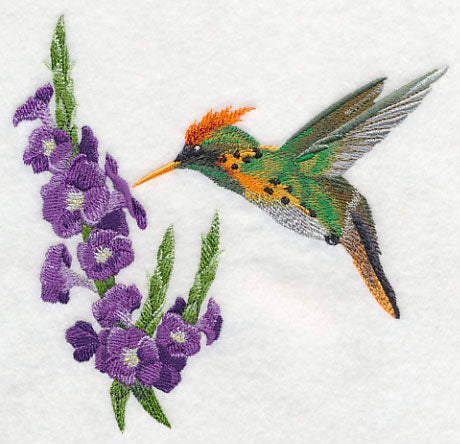 Tufted Coquette Hummingbird with Porterweed Flower