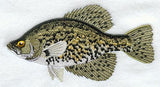 Crappie