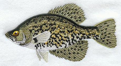 Crappie