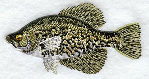 Crappie
