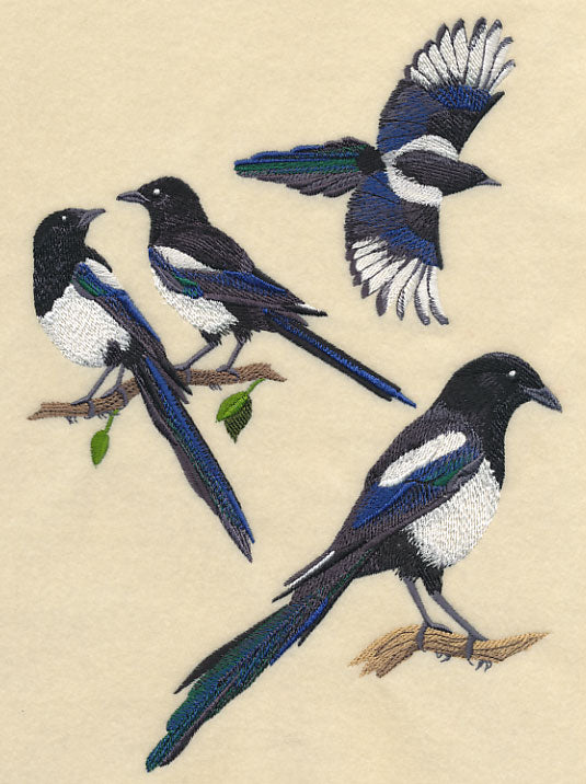 Black-Billed Magpie Collage