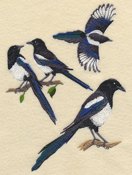 Black-Billed Magpie Collage
