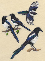 Black-Billed Magpie Collage