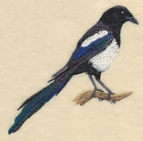 Black-Billed Magpie