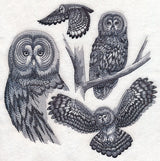 Great Grey Owl Sketch