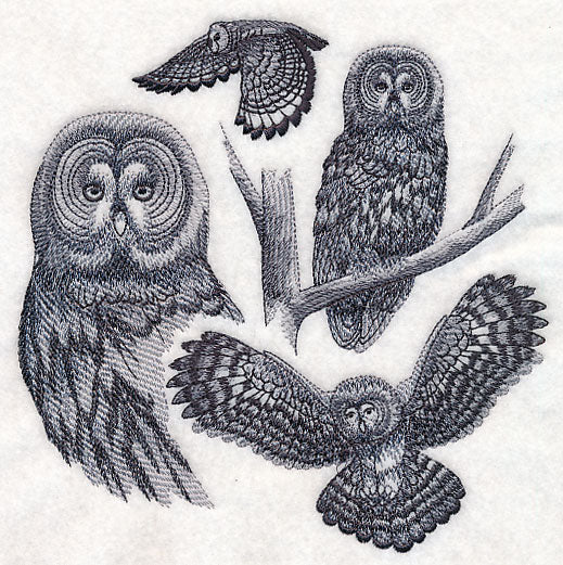 Great Grey Owl Sketch