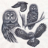 Great Grey Owl Sketch