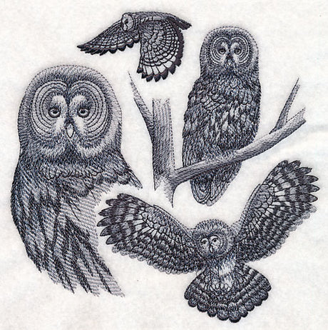 Great Grey Owl Sketch