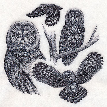 Great Grey Owl Sketch
