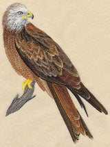 Red Kite Perching