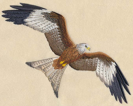 Red Kite Flying
