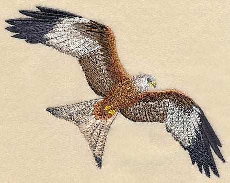 Red Kite Flying