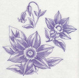 Clematis Botanical (Toile)