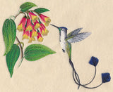 Marvelous Spatuletail Hummingbird