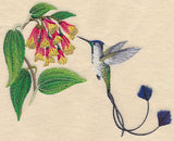 Marvelous Spatuletail Hummingbird