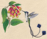 Marvelous Spatuletail Hummingbird