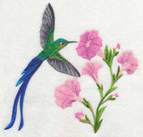 Long-tail Sylph Hummingbird