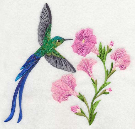 Long-tail Sylph Hummingbird