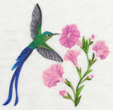 Long-tail Sylph Hummingbird