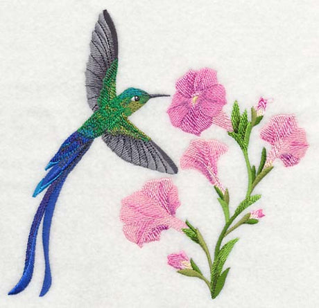 Long-tail Sylph Hummingbird