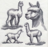 Alpaca Sketch