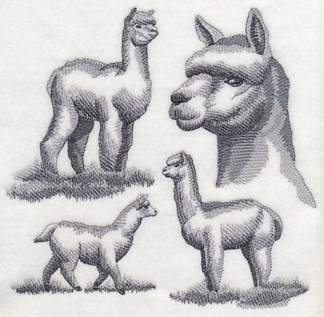 Alpaca Sketch