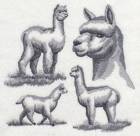Alpaca Sketch