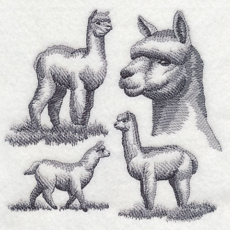 Alpaca Sketch