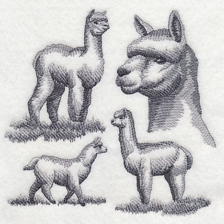 Alpaca Sketch